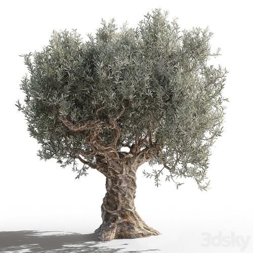 Olive tree 2