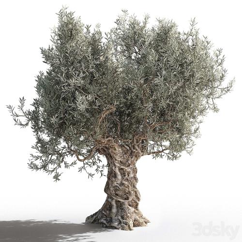 Olive tree 2