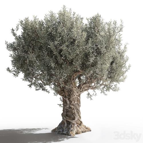 Olive tree 2