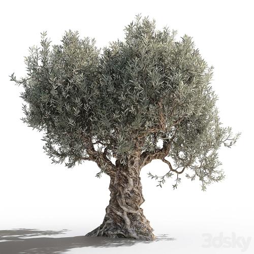 Olive tree 2