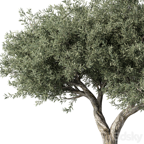 Olive Tree No.78