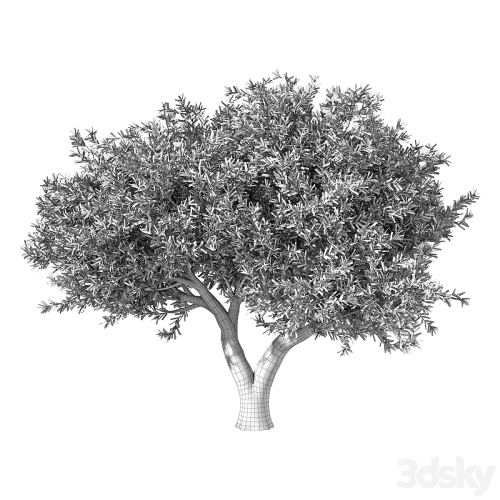 Olive Tree No.78