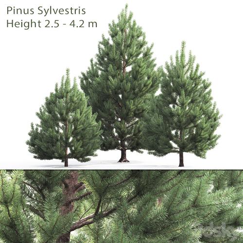 Pine