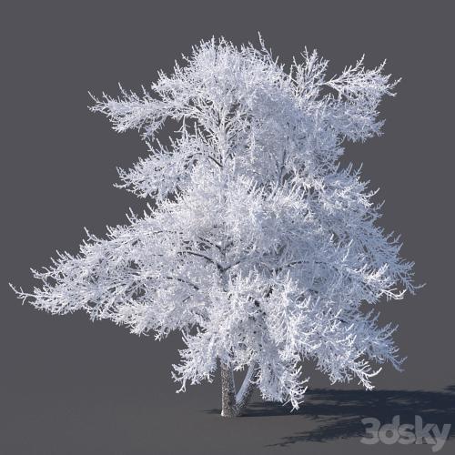 Winter tree (6 meters)