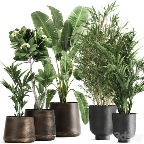 Collection of plants in rusty metal pots with Banana palm, bamboo, loft style. Set 1043.