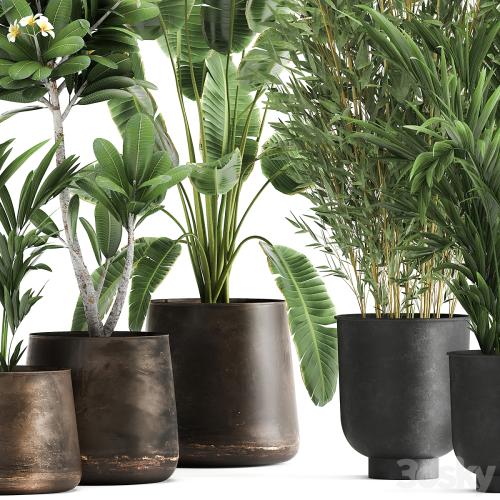 Collection of plants in rusty metal pots with Banana palm, bamboo, loft style. Set 1043.