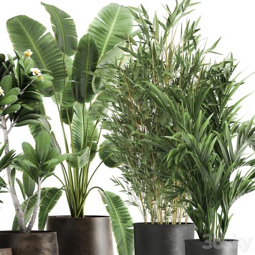 Collection of plants in rusty metal pots with Banana palm, bamboo, loft style. Set 1043.