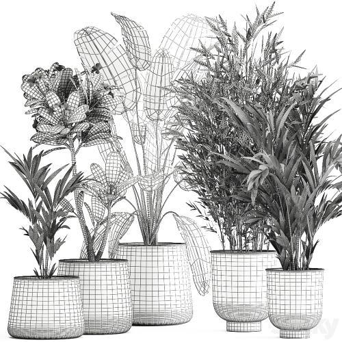 Collection of plants in rusty metal pots with Banana palm, bamboo, loft style. Set 1043.