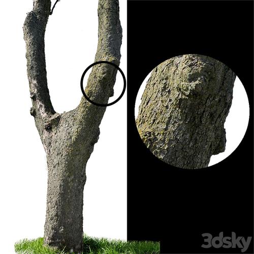 Tree trunks textures