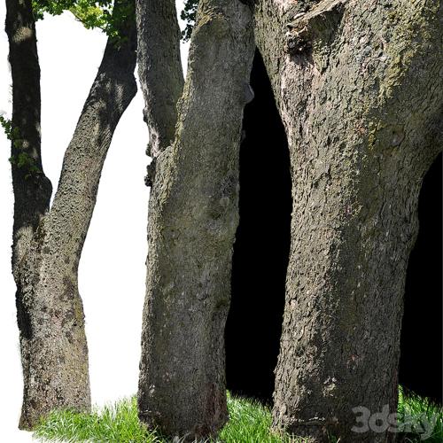 Tree trunks textures