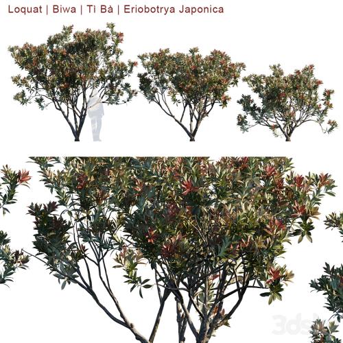 Loquat | Biwa | Eriobotrya Japonica V2