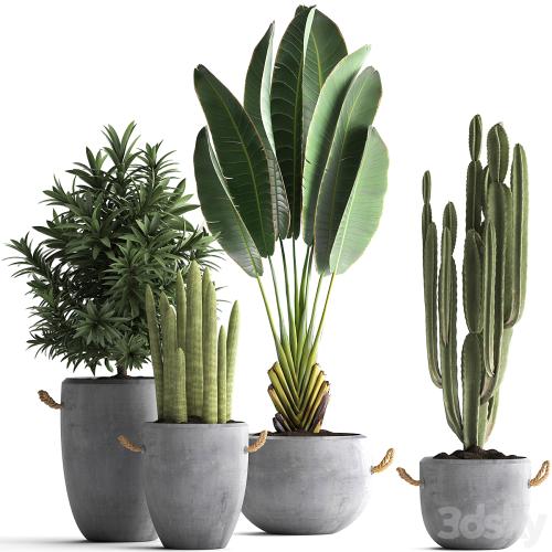 Collection of small plants in black concrete pots from Ravenala, concrete flowerpot, Cereus, cactus, oleander. Set 434.