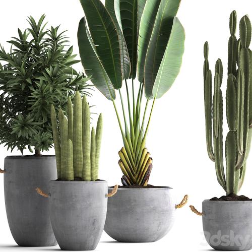 Collection of small plants in black concrete pots from Ravenala, concrete flowerpot, Cereus, cactus, oleander. Set 434.