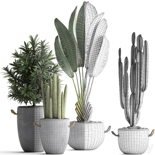 Collection of small plants in black concrete pots from Ravenala, concrete flowerpot, Cereus, cactus, oleander. Set 434.