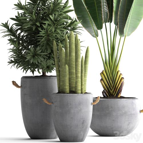 Collection of small plants in black concrete pots from Ravenala, concrete flowerpot, Cereus, cactus, oleander. Set 434.