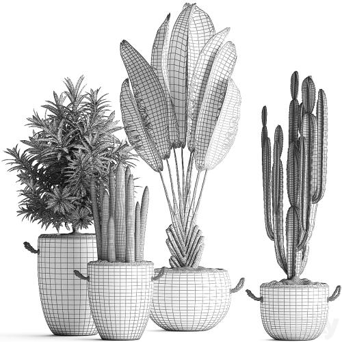 Collection of small plants in black concrete pots from Ravenala, concrete flowerpot, Cereus, cactus, oleander. Set 434.