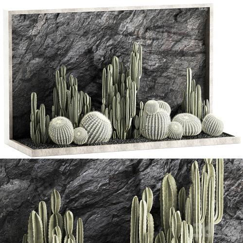 Desert plants cacti with wall rock, black pebbles, cereus, echinocactus, Barrel cactus. Plant collection 1279