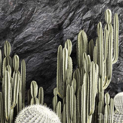 Desert plants cacti with wall rock, black pebbles, cereus, echinocactus, Barrel cactus. Plant collection 1279