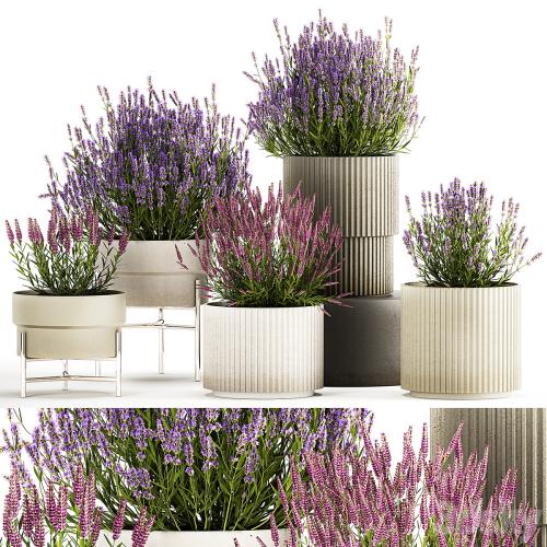 Wildflower bushes in outdoor flowerpots from lavender, catnip, sage, Plant Collection 1193