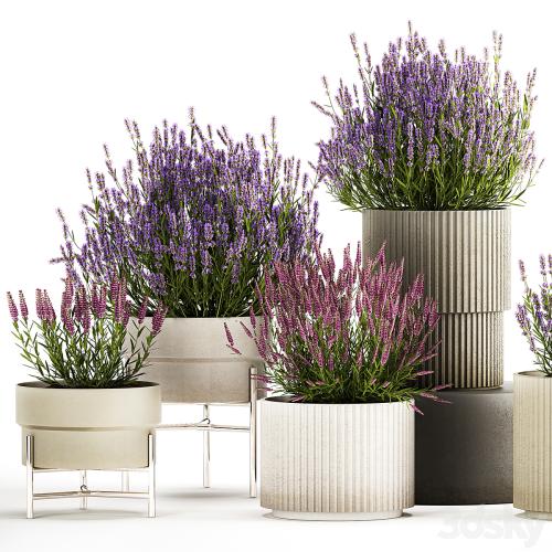 Wildflower bushes in outdoor flowerpots from lavender, catnip, sage, Plant Collection 1193