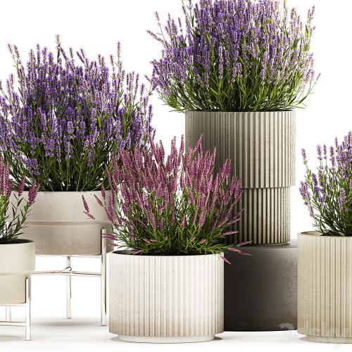 Wildflower bushes in outdoor flowerpots from lavender, catnip, sage, Plant Collection 1193