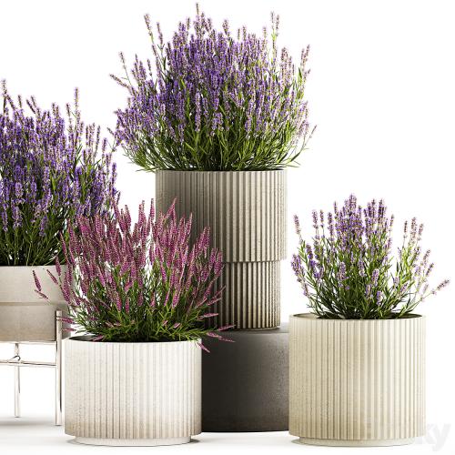 Wildflower bushes in outdoor flowerpots from lavender, catnip, sage, Plant Collection 1193