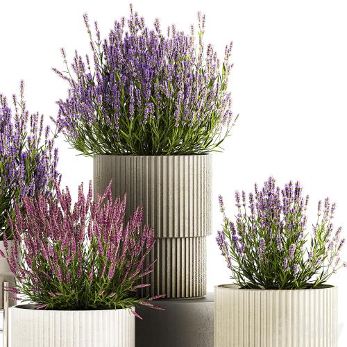 Wildflower bushes in outdoor flowerpots from lavender, catnip, sage, Plant Collection 1193