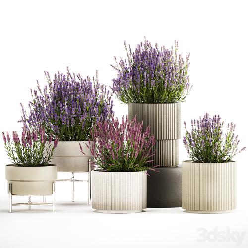 Wildflower bushes in outdoor flowerpots from lavender, catnip, sage, Plant Collection 1193