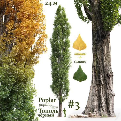 Poplar / Populus nigra #3