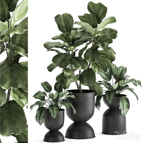 Collection of plants in black metal pots with Ficus lyrata, decorative tree. Set 876.