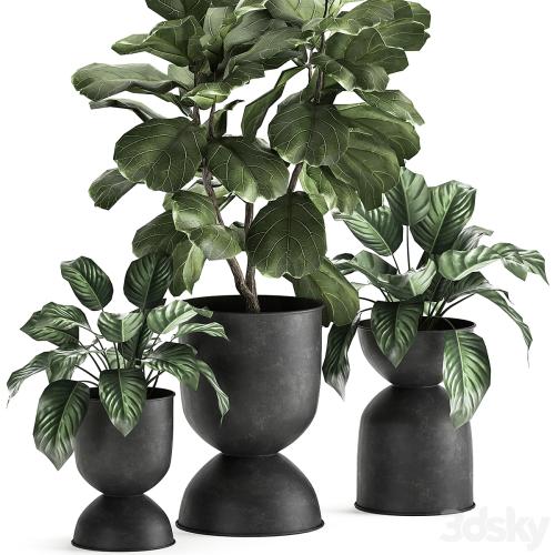 Collection of plants in black metal pots with Ficus lyrata, decorative tree. Set 876.