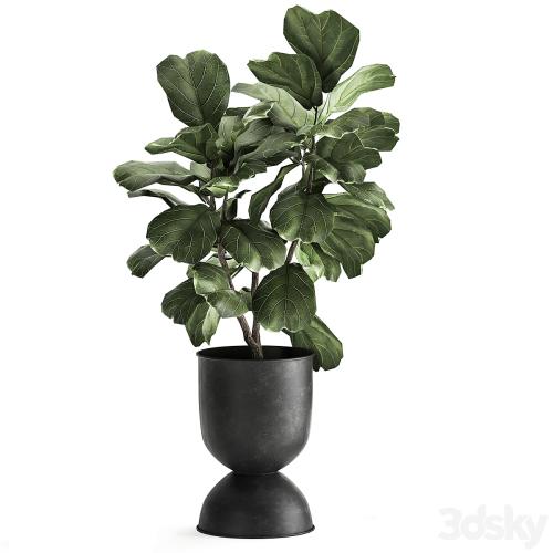 Collection of plants in black metal pots with Ficus lyrata, decorative tree. Set 876.