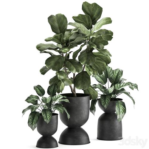 Collection of plants in black metal pots with Ficus lyrata, decorative tree. Set 876.