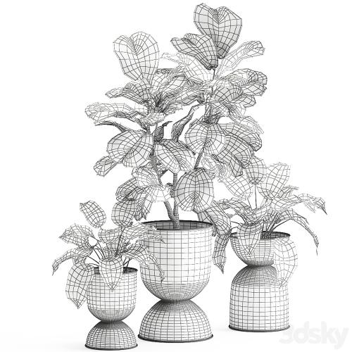 Collection of plants in black metal pots with Ficus lyrata, decorative tree. Set 876.