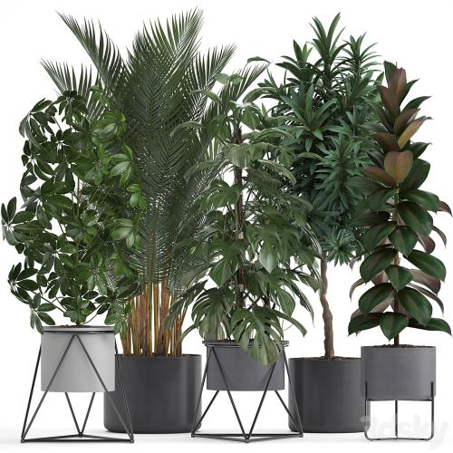 Plant collection 284. Palm, Ficus, monstera, indoor plants, shefflera, pot, stylish flowerpot, ficus abidjan, Scandinavian style