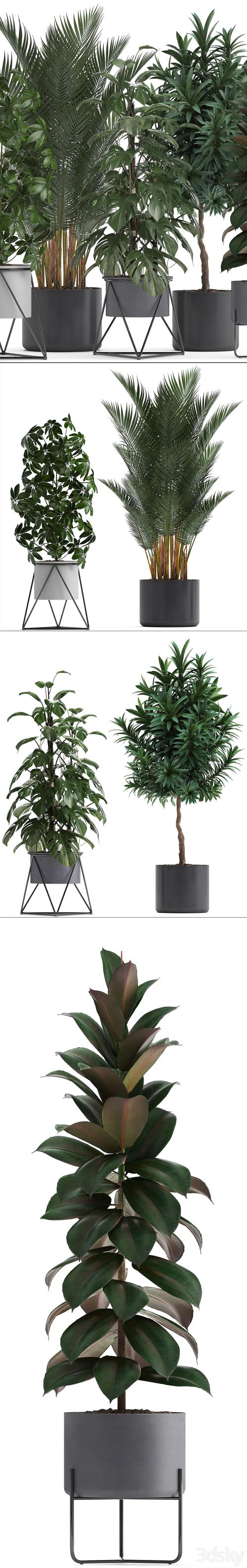 Plant collection 284. Palm, Ficus, monstera, indoor plants, shefflera, pot, stylish flowerpot, ficus abidjan, Scandinavian style