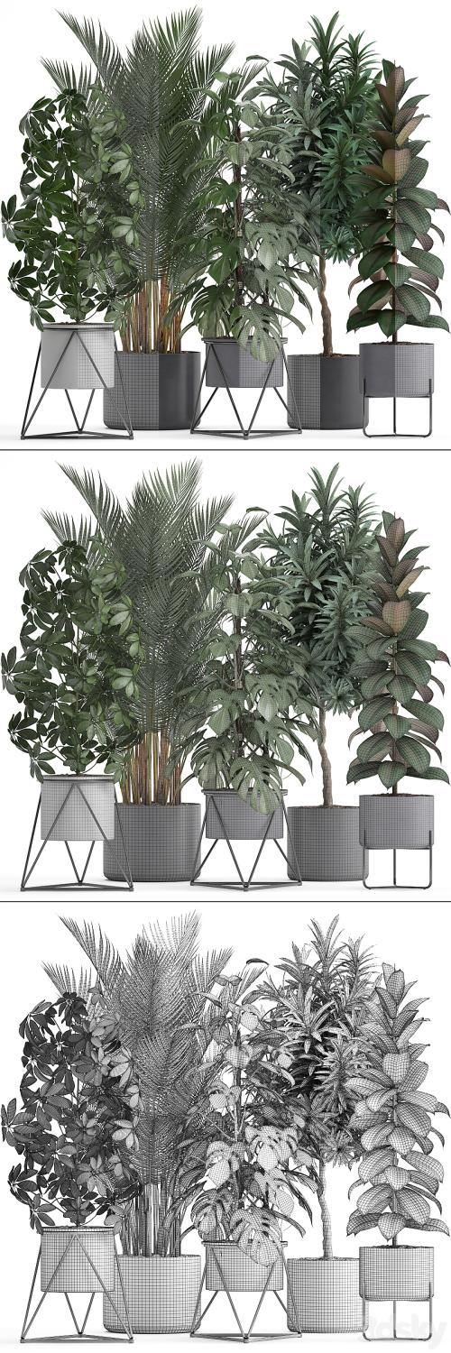 Plant collection 284. Palm, Ficus, monstera, indoor plants, shefflera, pot, stylish flowerpot, ficus abidjan, Scandinavian style