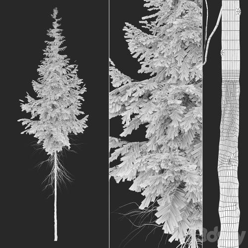 Abies guatemalensis