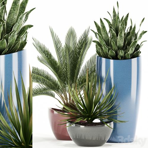 Plants collection 99 Awesomeplanters