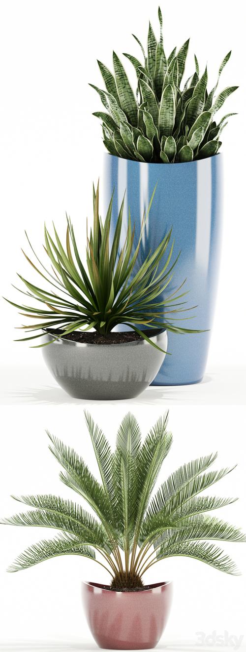 Plants collection 99 Awesomeplanters