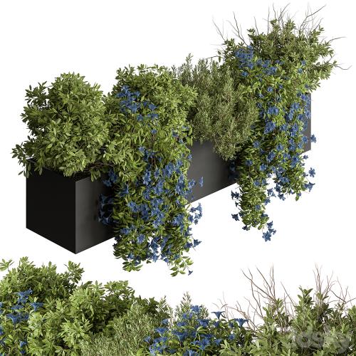 Hanging Plant - Outdoor Plants 503