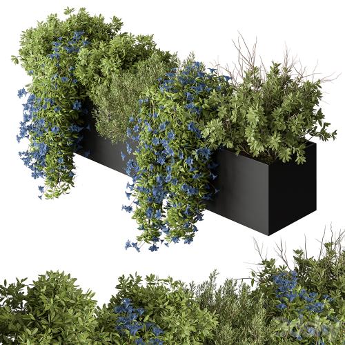 Hanging Plant - Outdoor Plants 503