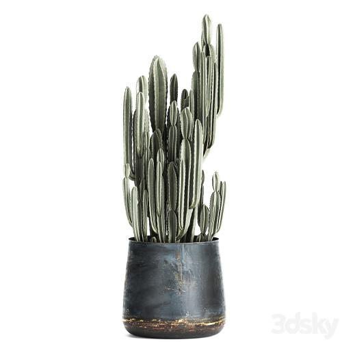 Collection of small plants in luxury pots with Cactus, palm, olive, tree, Rapeseed, Raphis, Cereus. Set 870.