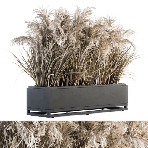 indoor Plant Set 131 - Dried Plant box