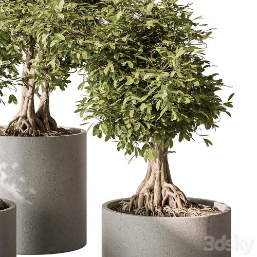 indoor Plant Set 440 - Bonsai