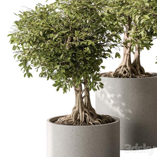 indoor Plant Set 440 - Bonsai