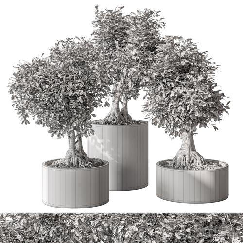 indoor Plant Set 440 - Bonsai