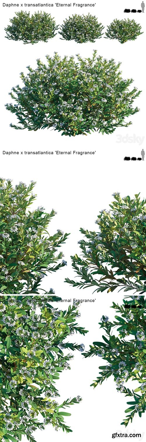 Daphne x transatlantica | Eternal Fragrance