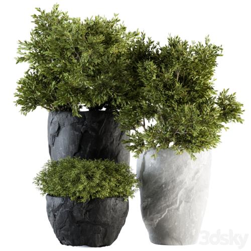 Outdoor Plants tree in Rock Pot - Set 136