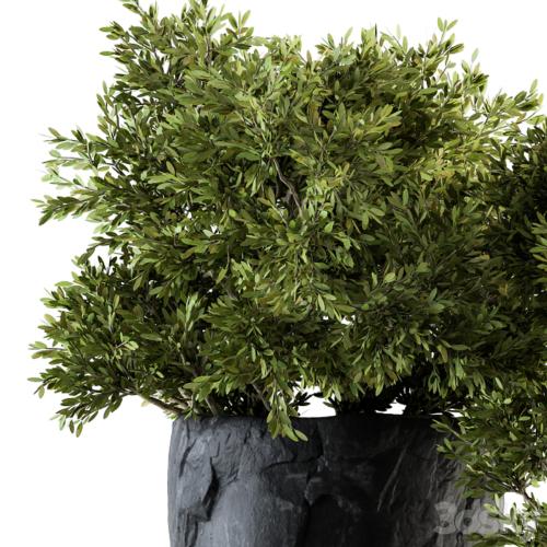 Outdoor Plants tree in Rock Pot - Set 136